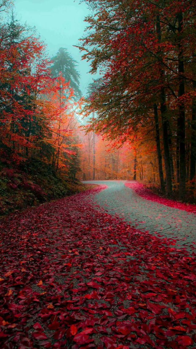 爱酷手机最新探索,自然美景之旅,寻找内心平和之地